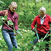 Two residents cutting blackberry